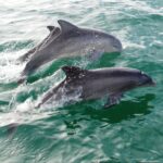 a dolphin jumping out of the water