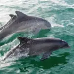 Dolphins on Sail, Splash & Snorkel Miami Beach