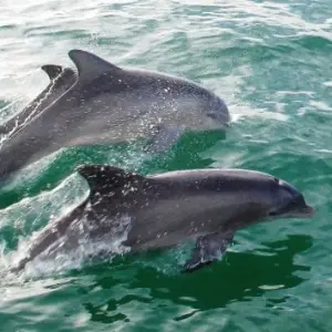 Dolphins on Sail, Splash & Snorkel Miami Beach